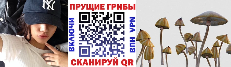 блэк спрут ONION  это состав  Псилоцибиновые грибы Psilocybe  Мамадыш 